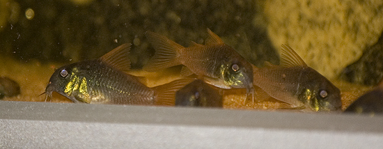 Osa nokimonnisparvesta