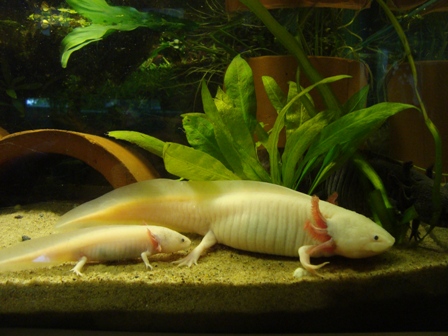 Helmi, Ruusu ja Örkki