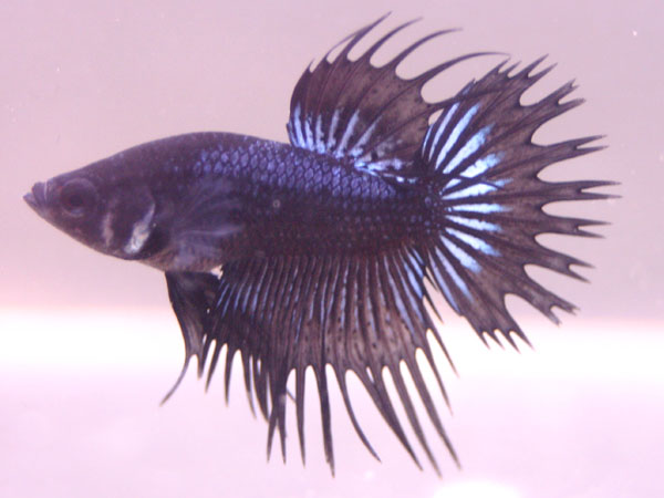 Ebony