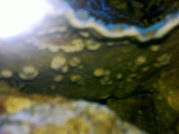nudi eggs ?