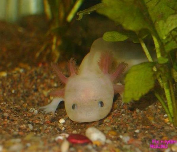 Kopio fkesäkuu'10 (98).jpg