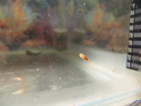 Platyn poikanen 17.6