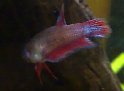 pentu4.JPG