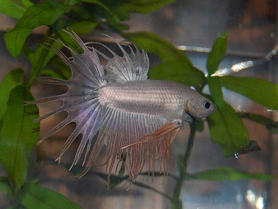 Lucian, salamalla