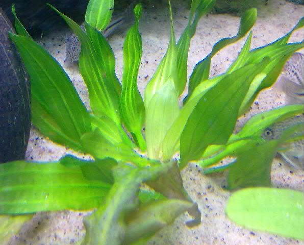 Echinodorus....jpg