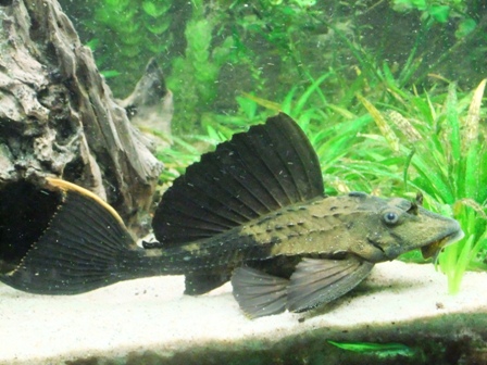 Pterygoplichthys scrophus.JPG
