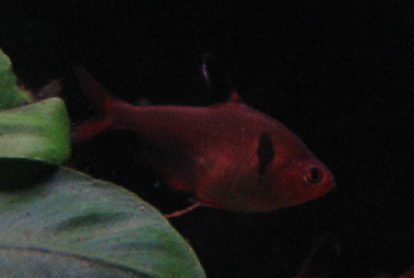 H. serpae