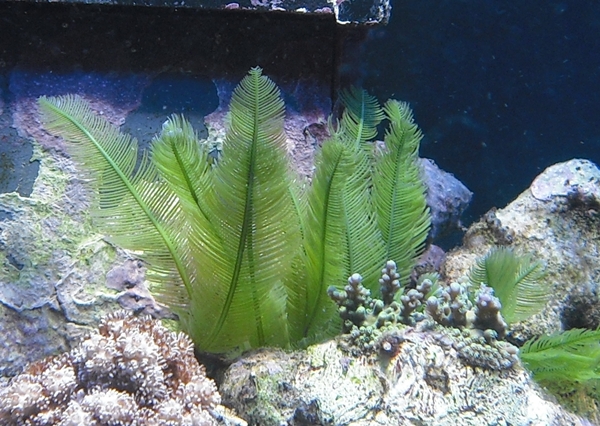Caulerpa.JPG