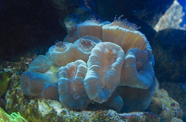Caulastrea2.JPG