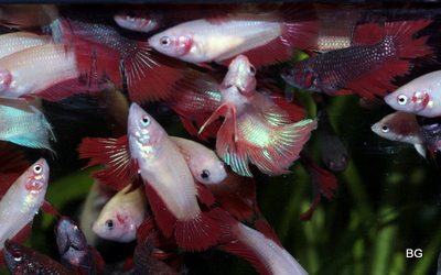 Kasa taistoja