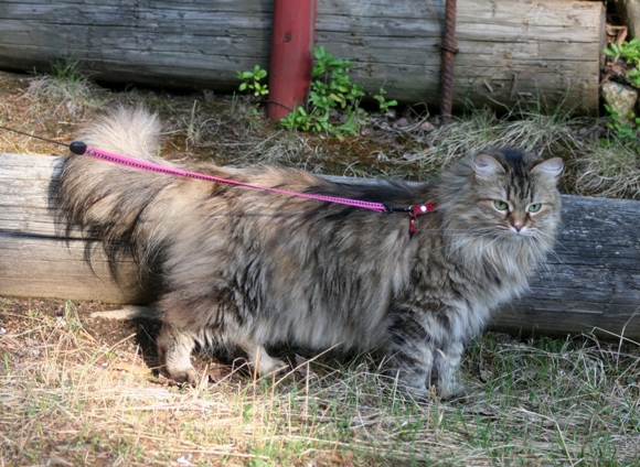 Mimmi