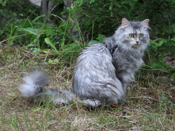 Nella