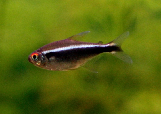 Mustaneontetra