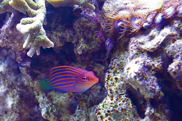 Pseudocheilinus hexataenia