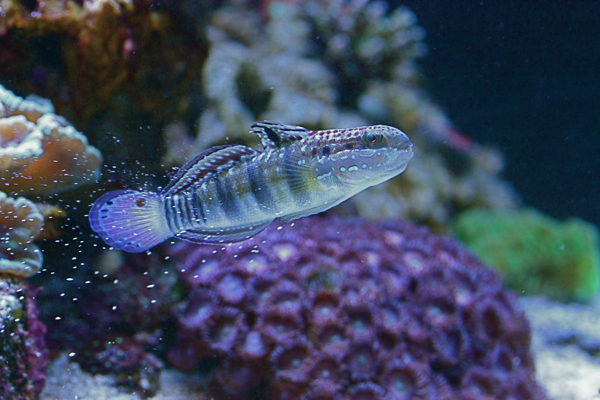 Amblygobius phalaena töissä