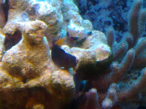 Ecsenius bicolor, Two-Colored Blenny, kultapyrstöluikero ????