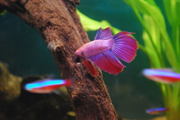 aquarium 030.jpg