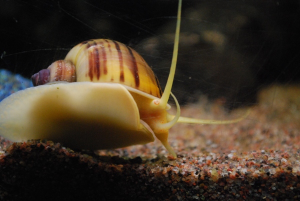 aquarium 042.jpg