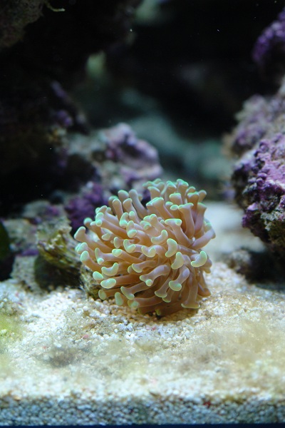euphyllia.jpg