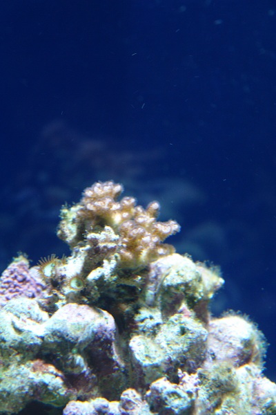 Pocillopora.jpg