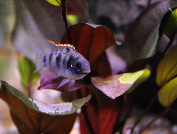 25.11.10.thomasi.small.jpg