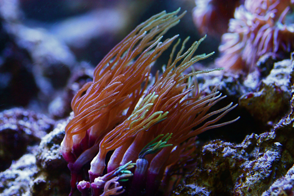Tubipora