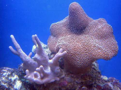 Sarcophyton sp. &quot;tatti&quot;+ sinularia
