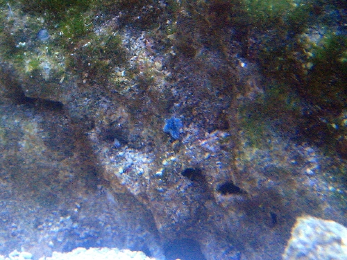 Sininen 4-5mm öttiäinen. Liikkuu ympäriinsä.