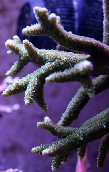 Acropora