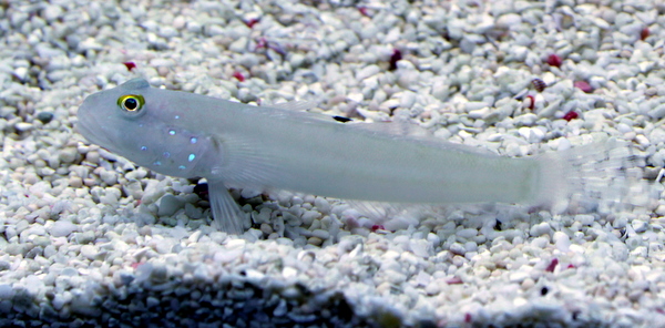 Sexguttata.JPG
