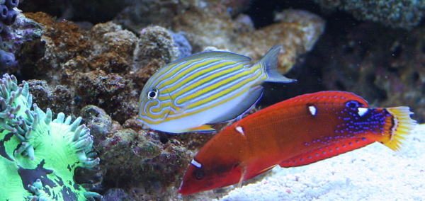 Lineatus 4kk.JPG