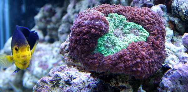 Trachyphyllia.JPG