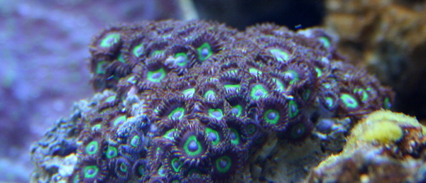 Zoa.JPG