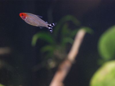 Nuori romminokka