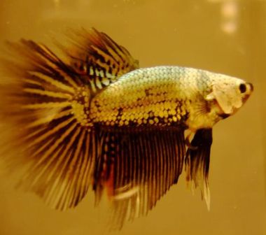 uros