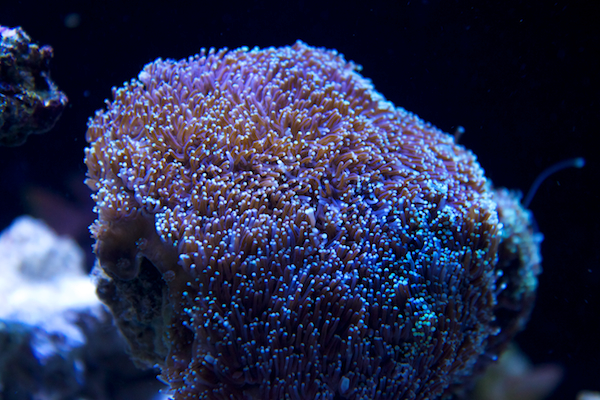 galaxea keski 10cm