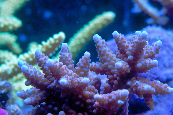 Acropora gomezi