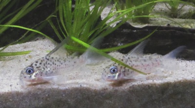 loretoensis.JPG