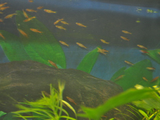 Hehkurasborat 048.JPG