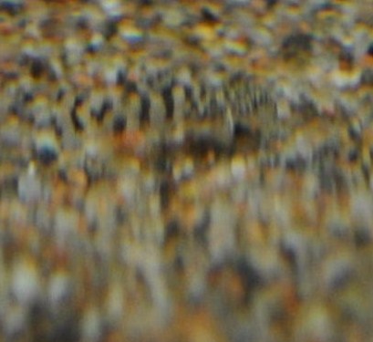 poikanen 073 – Kopio.JPG