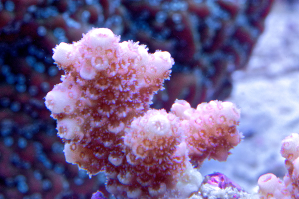 Acropora