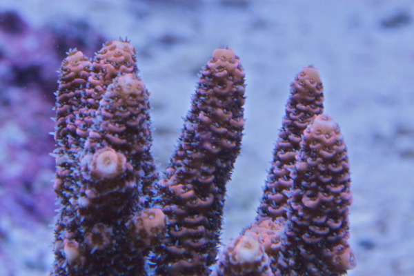 Acropora
