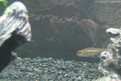 tetra1.JPG