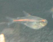 tetra3.JPG