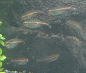 tetra7.JPG