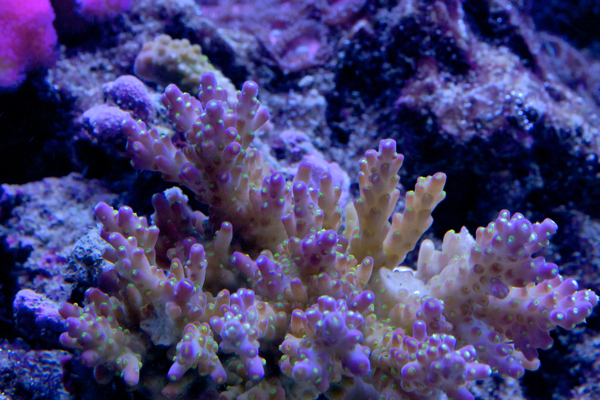 Acropora nana. Lilaa ja vihreää.
