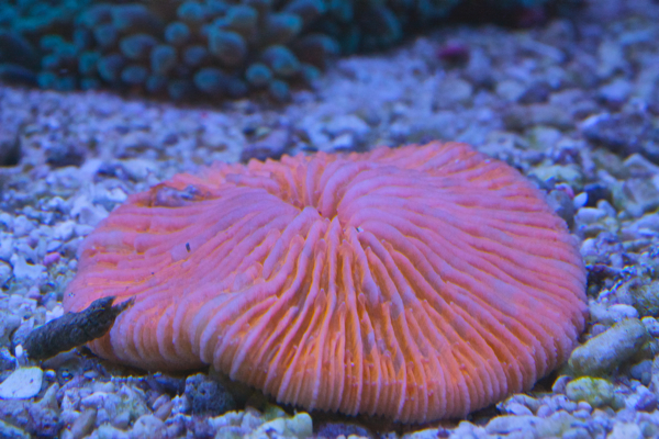 Fungia sp. Oranssia.