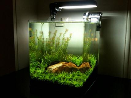 Alanin nano