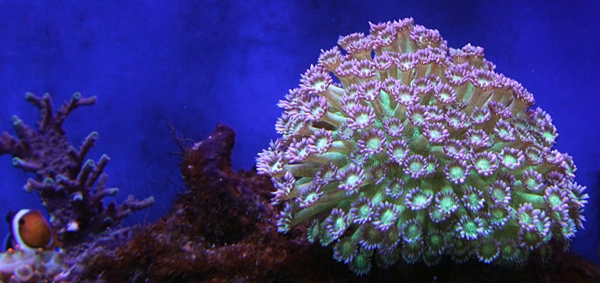 Goniopora stokesi.JPG
