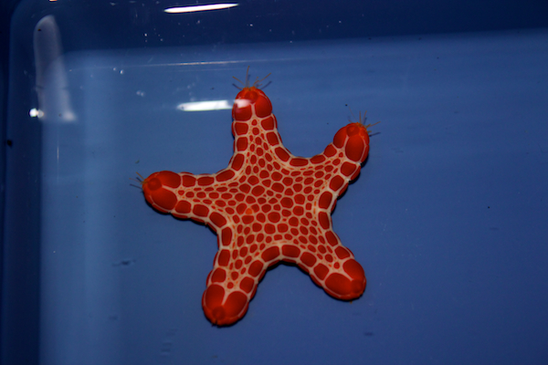 pentagonaster duebeni